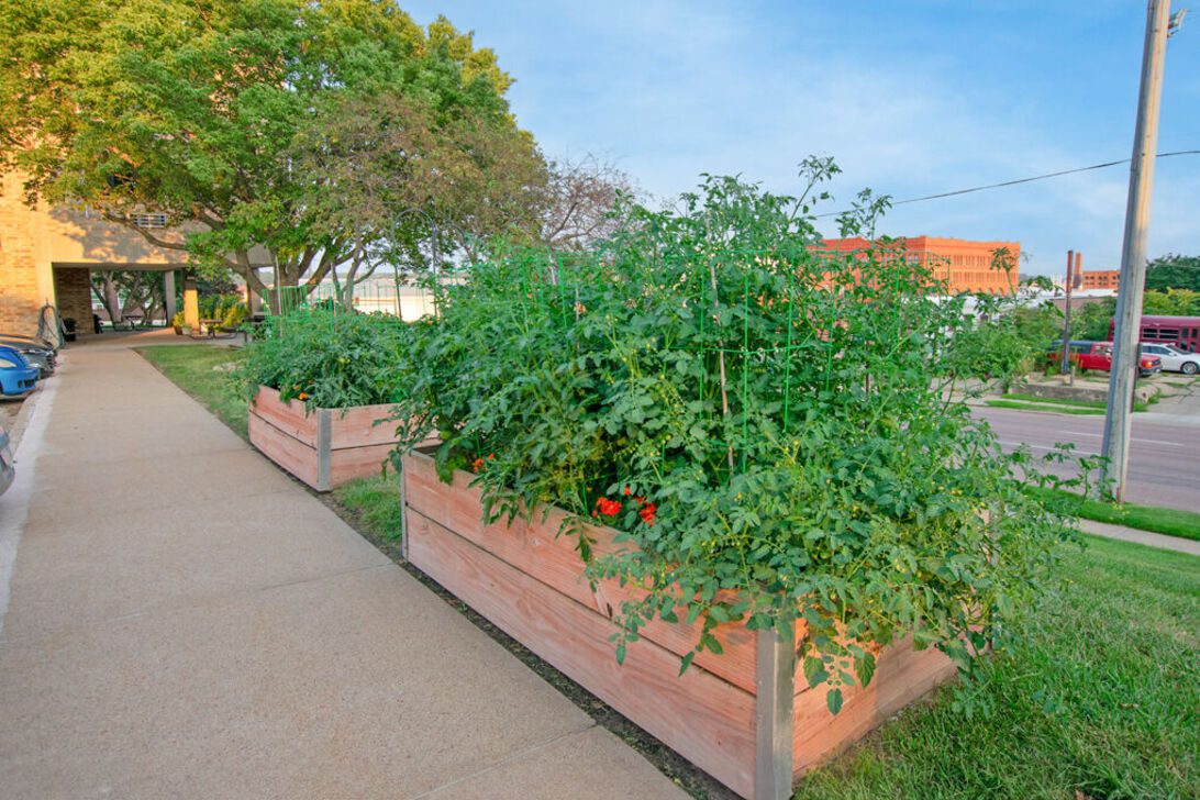 Raised wooden planters with tomato plants